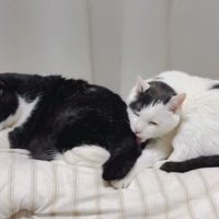 毛づくろいしている猫たち
