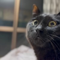 部屋の中にいる黒猫
