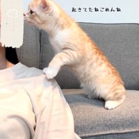 人の顔に近づく猫