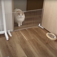 柵の向こうからのぞく猫
