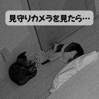 ボールタワーで遊ぶ二匹の猫