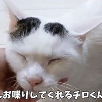 お喋り大好きチロくん