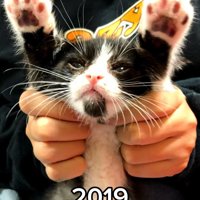 バンザイする子猫