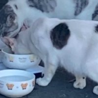 ご飯を食べる2匹の猫