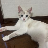 寝そべる猫