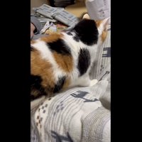 お父さんのひざへ入る