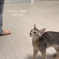 飼い主を見上げる猫
