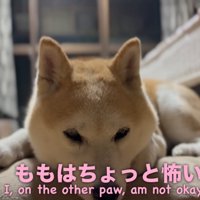 座布団の上でくつろぐ柴犬