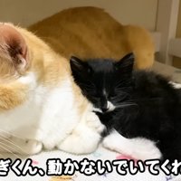 寄り添って眠る成猫と子猫