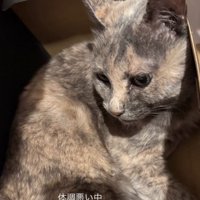 箱に入っている猫