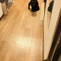 座り込む黒猫（ドアを開けた瞬間）