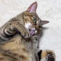 舌を出して寝転ぶ麦わら猫