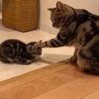 向かい合う2匹の猫