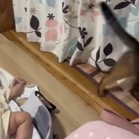 隙間から見える猫のしっぽ