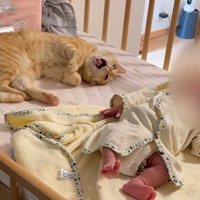 あくびする猫