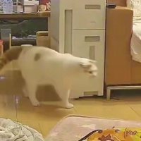 キッチンから出てくる猫たち