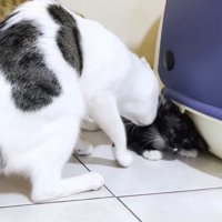 小さくなる子猫
