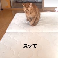 お尻を床につける猫