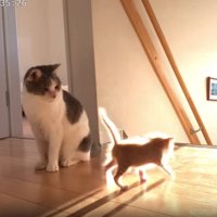 階段に近づいていく子猫