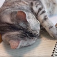 ノート上の猫