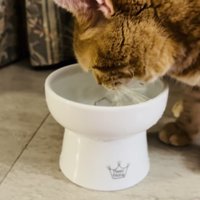 水を飲むアメリカンショートヘア