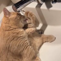 洗面ボウルの中で蛇口の水を直接飲んでいる猫（舌出てる）