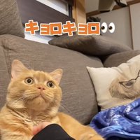 パパさん帰宅の音に驚くスコティッシュフォールド