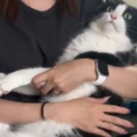 抱っこされている猫