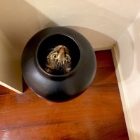 壺に入る猫