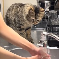 真剣な猫