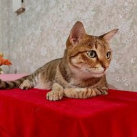 ピアノの上でくつろぐ猫