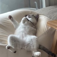 眠る猫