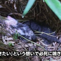 草むらにいる子猫