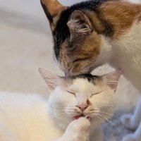前足をなめる猫を毛づくろいする猫