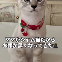 お座りをして飼い主を見つめる猫