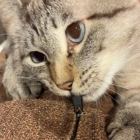 ジッパーを噛む猫