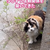 コンクリートの上に立つ猫