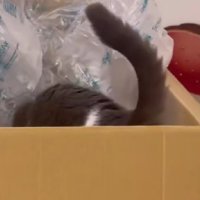 ダンボールに入ろうとしている猫