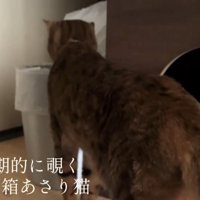 別日にもゴミ箱を漁る猫