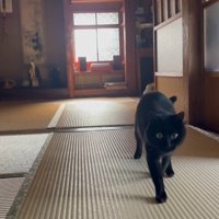 右前足を前