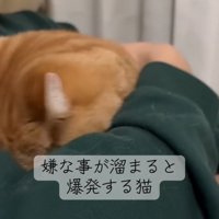 腕の中に頭を入れる猫