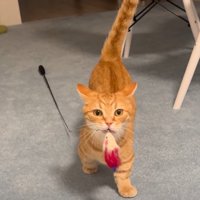 飼い主さんのすぐ近くまでネズミのおもちゃを運んできたらむくん