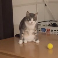 目を背ける猫