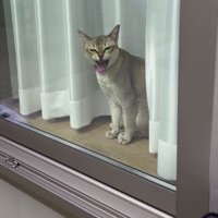 大きく口を開けて目を細める猫