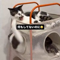 下段の猫が上段の猫の右目付近に前足を当てる様子
