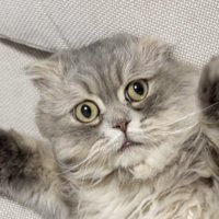 ソファのすき間に仰向けではさまった猫のアップ