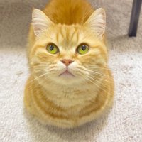 目を開いて飼い主を見上げる猫