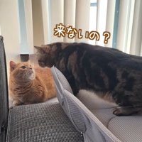来ないの？