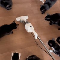 気になる猫