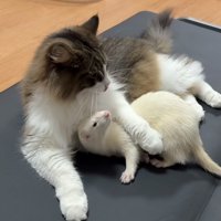 猫の脇に入り込むフェレット
